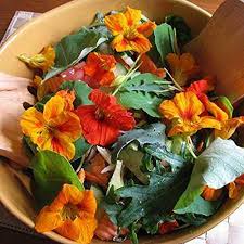 Kit Culture Fleurs Comestibles Capuchine - Éveillez vos sens avec des délices floraux