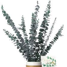 Eucalyptus Séché Naturel - Décoration Parfaite pour Votre Intérieur