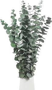 Décoration Bricolage en Eucalyptus Naturel - Élégance et Nature