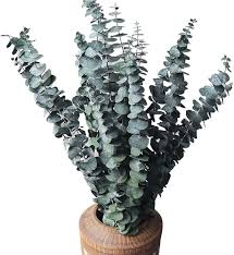 Arrangement Décoratif en Eucalyptus Séché Naturel