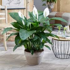 Spathiphyllum Fleur Lune - La Plante Verte Intérieure Idéale