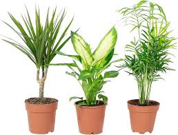 Plante Verte d'Intérieur Chamaedorea Dieffenbachie Dracaena - Élégance Naturelle