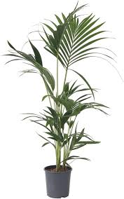 Plant Box Forsteriana: La Plante Verte Idéale pour Votre Intérieur