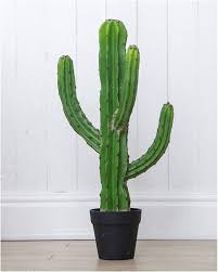 Cactus Artificiel : La Touche Verte Parfaite pour Votre Intérieur
