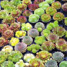 Mix de Sempervivum : Plantes Succulentes à Adopter