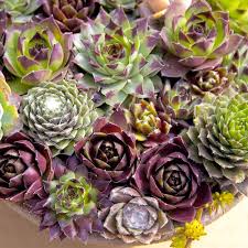 Scintillantes succulentes : Sempervivum Mix pour une décoration unique