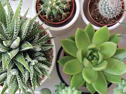 Kalapanta Professionnel Spécifique pour Succulentes et Plantes Grasses