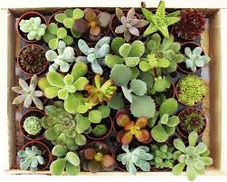 Mini Succulentes en Pot en Bois - Plantes Grasses Élégantes