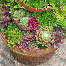 Mix de Sempervivum - Plantes Succulentes D'intérieur pour une Décoration Étonnante