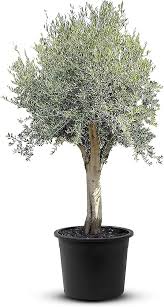 Olivier Olea Européenne : L'Essence de l'Hiver chez Vous