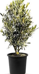 Darbuste Persistant Sunny Tree - Olivier Résistant pour votre Décoration Intérieure