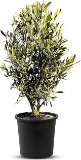 Darbuste Persistant Sunny Tree - Olivier Résistant pour votre Décoration Intérieure