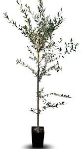 Olivier Arbre Olives Itrana Fruitière - Élégance Naturelle pour Votre Décoration