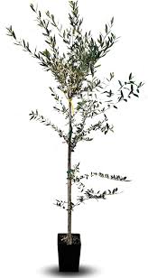 Olivier Arbre Olives Itrana Fruitière - Élégance Naturelle pour Votre Décoration